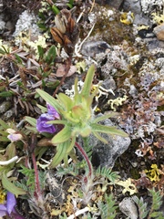 Castilleja hyperborea