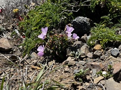 Clarkia dudleyana