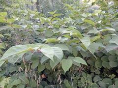 Reynoutria japonica