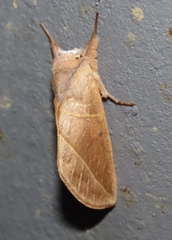 Hemiceratinae