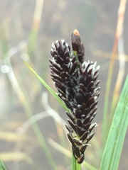 Carex microchaeta