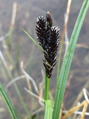Carex microchaeta