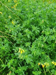 Lotus corniculatus