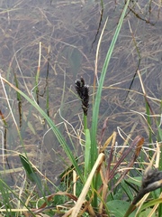 Carex microchaeta