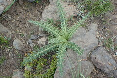 Cirsium eatonii