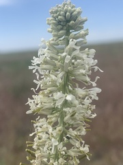 Thelypodium milleflorum