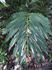 Alpinia vittata