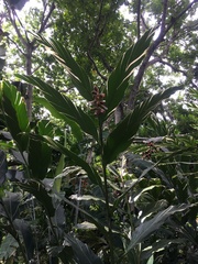Alpinia vittata