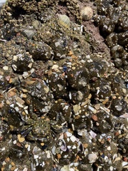 Anthopleura elegantissima