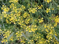Rorippa prolifera
