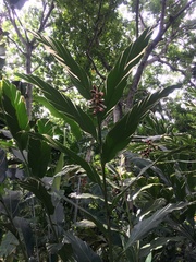 Alpinia vittata