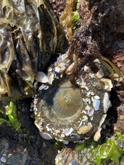 Anthopleura elegantissima