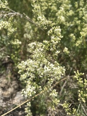 Galium anisophyllon