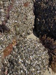 Anthopleura elegantissima