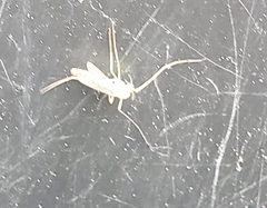 Chironomus