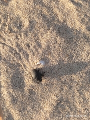 Erodius siculus