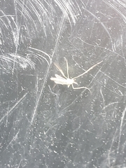 Chironomus