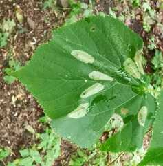Phyllonorycter issikii