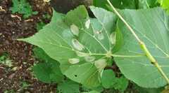 Phyllonorycter issikii