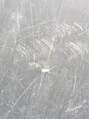 Chironomus
