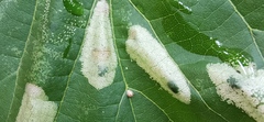Phyllonorycter issikii