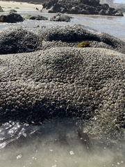 Anthopleura elegantissima