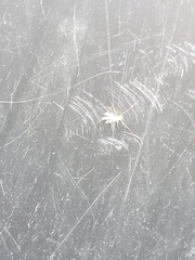 Chironomus