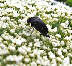 Mordella marginata