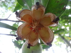 Clusia guatemalensis