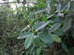 Souroubea exauriculata