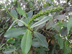 Souroubea exauriculata