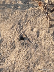Erodius siculus