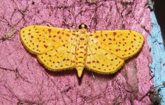 Polygrammodes eleuata