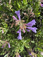 Penstemon fruticosus fruticosus