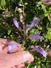 Penstemon fruticosus fruticosus