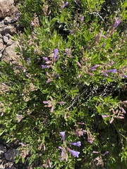 Penstemon fruticosus fruticosus