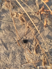 Erodius siculus