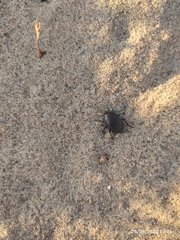 Erodius siculus