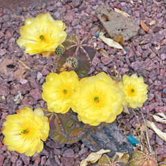 Echinocereus subinermis subinermis