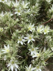 Eremogone franklinii