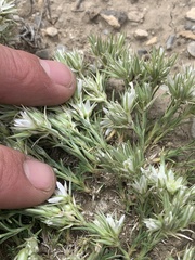 Eremogone franklinii
