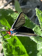 Ctenucha multifaria