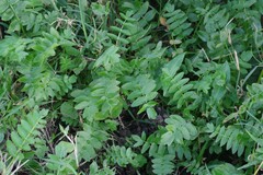 Berula