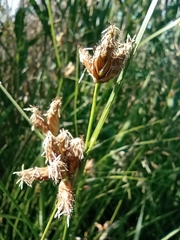 Bolboschoenus