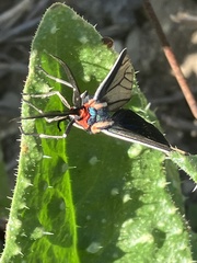 Ctenucha multifaria