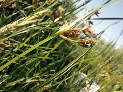 Bolboschoenus