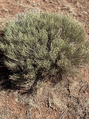 Ericameria nauseosa nitida