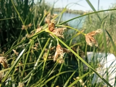 Bolboschoenus