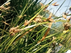 Bolboschoenus