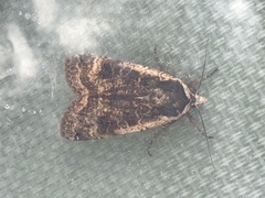Parabagrotis